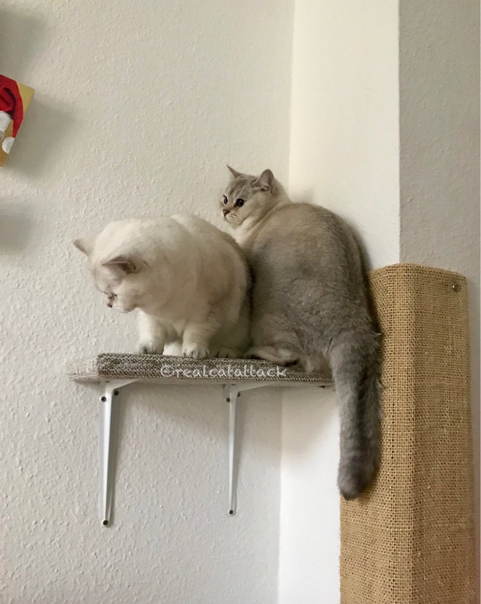 Othello & Leia tweet media