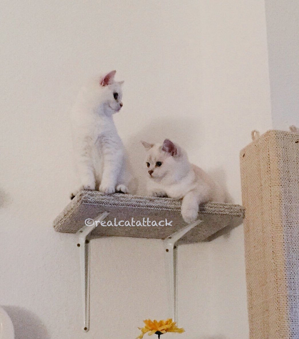 Othello & Leia tweet media