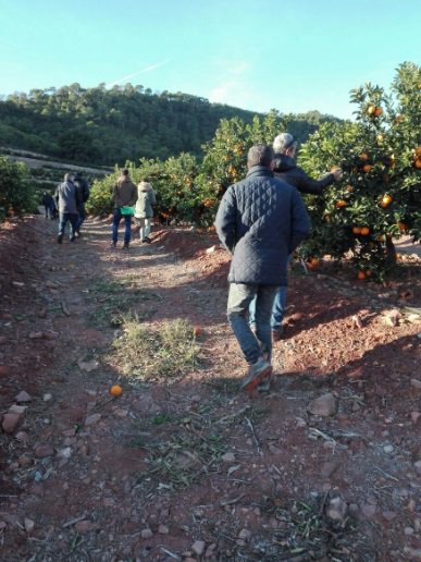 sipcam_iberia's tweet photo. Nos encanta pisar el campo y comprobar in situ cómo van progresando los #cultivos tratados con nuestros productos. Visitamos estos campo de #citricos en la Comunidad Valenciana sobre correctores de hierro con magníficos resultados  #StiloMicroFerrale #FerraleEvo 👏👏👏 https://t.co/XkOf0vvr6M