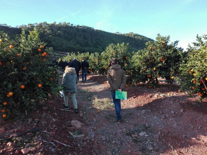 sipcam_iberia's tweet photo. Nos encanta pisar el campo y comprobar in situ cómo van progresando los #cultivos tratados con nuestros productos. Visitamos estos campo de #citricos en la Comunidad Valenciana sobre correctores de hierro con magníficos resultados  #StiloMicroFerrale #FerraleEvo 👏👏👏 https://t.co/XkOf0vvr6M