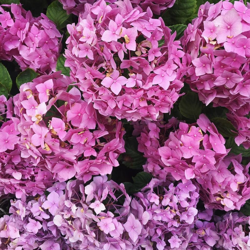 marybolling's tweet photo. Grandma's garden matches her wardrobe pallet... and also makes me think of @florious_au - love you @katejmcmahon 💜🌸💐☺️ #melbournesummer #infullbloom #flowerladies #flowermamas https://t.co/5At3IFDdub https://t.co/fD6PJoSocl