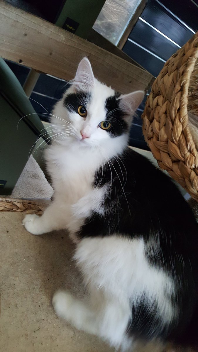 KeighleyCatCare's tweet photo. Happy #Fluffyfursday
Paddy is an absolutely beautiful cat, full of energy and affection.
He loves cuddles and company and is really fluffy!
Please help us find him a home
#HelpingPaddy #AdoptDontShop #Yorkshire https://t.co/7suQKrWkiC