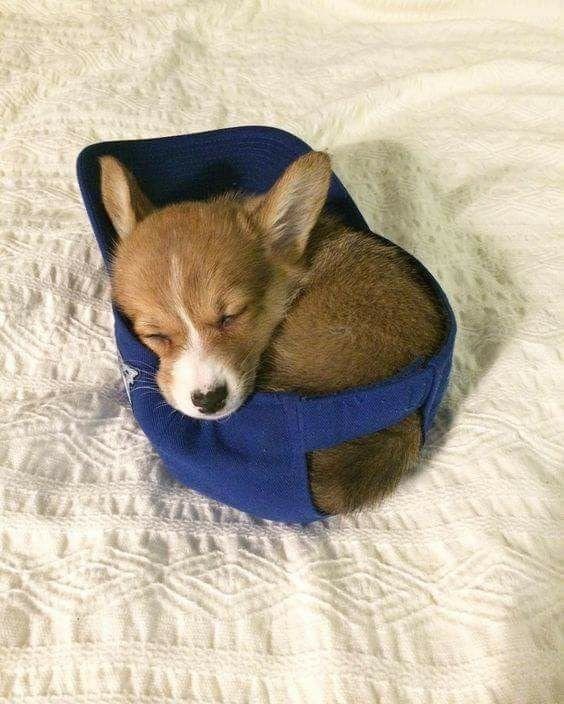 Awww Thats Cute! (@awwwthatscute) on Twitter photo 