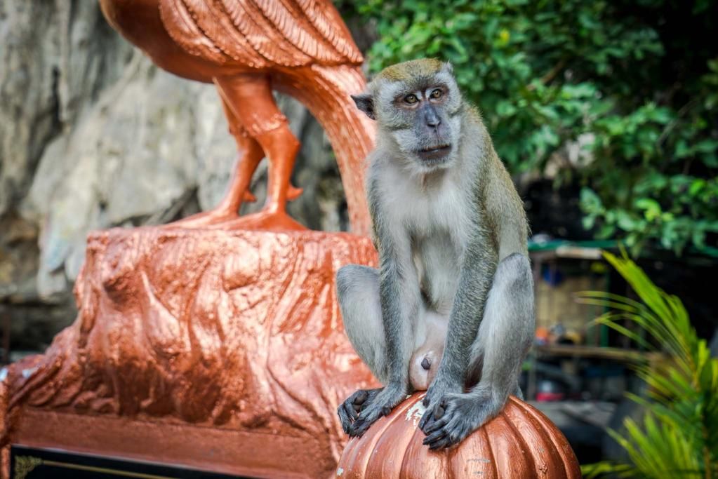 To the Batu Cave! A wonderful place to visit in #Malaysia - <a href="/michaelturtle/">Time Travel Turtle</a> buff.ly/2ATI5X8 #travel