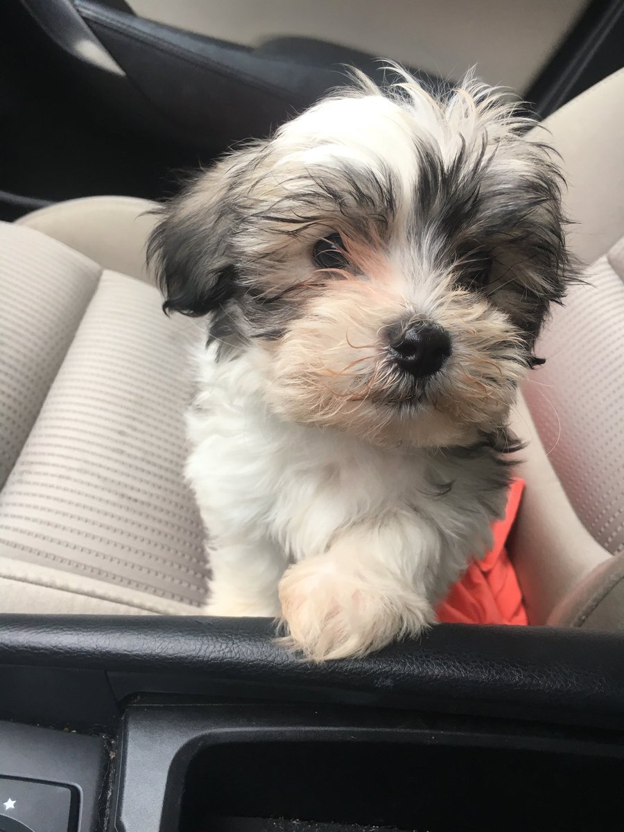 MeredithMaier's tweet photo. So happy with this 3 pound bundle of joy I call Bubba😊😊 https://t.co/OQp61uA6lt