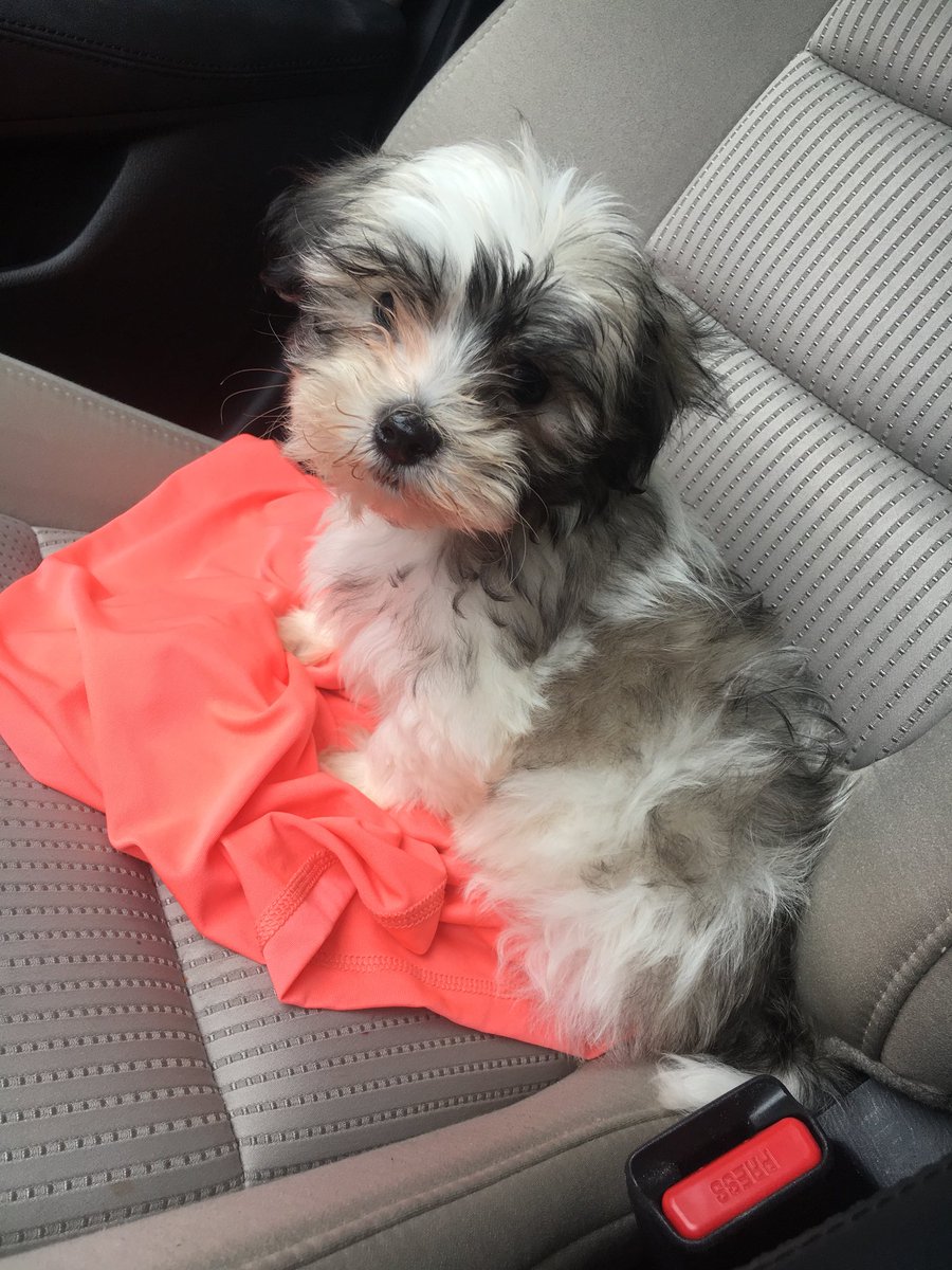 MeredithMaier's tweet photo. So happy with this 3 pound bundle of joy I call Bubba😊😊 https://t.co/OQp61uA6lt