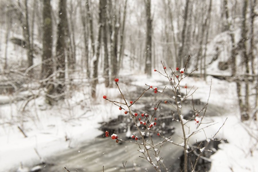 Happy Solstice! Today marks the beginning of #winter!