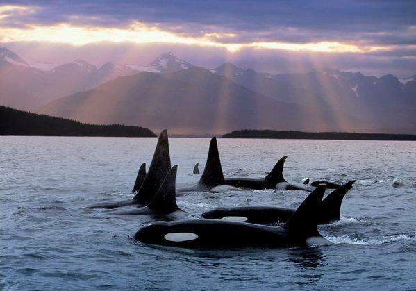 hWill07's tweet photo. Orcas in the San Juan Islands of Washington State. https://t.co/SvJvTcnNMM