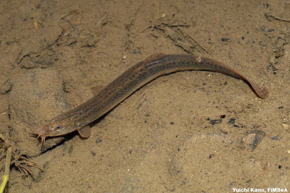 илистый прыгун. дьявольский карпозубик. обыкновенный илистый прыгун. амурский вьюн. протоптеры африканские двоякодышащие.