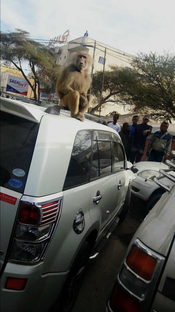 yaano_dagal's tweet photo. Look at his face 🤣🤣
He's like "What the hell is wrong with these ppl..4 cars hitting each other at once" Humans Are Weird LMAO #FunyFace https://t.co/ajGs6JGPAq