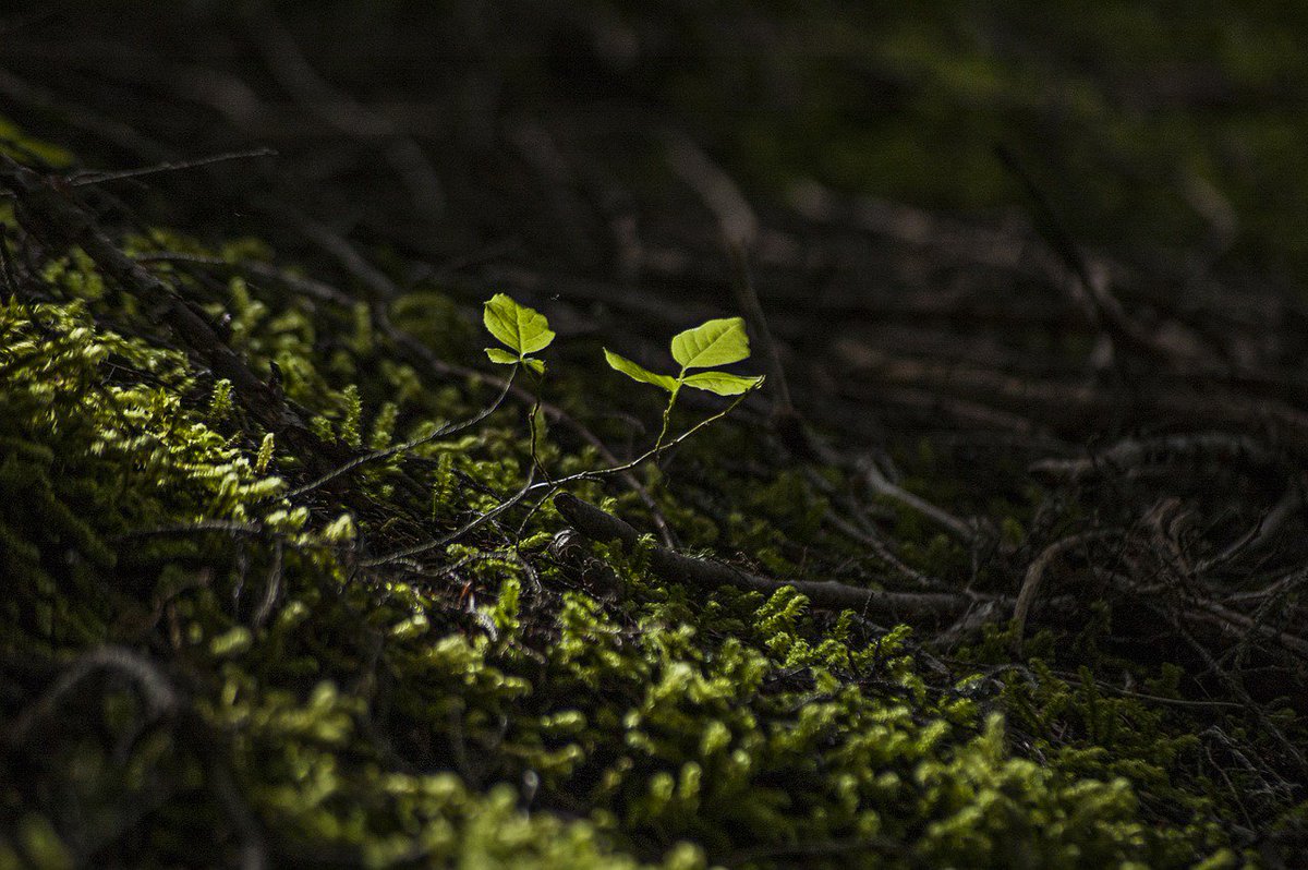 UNEP's tweet photo. Why are healthy soils and forests are key to climate protection and prosperity? Find out here: https://t.co/flKg2vqgI8
#ClimateChange #ShapingForests https://t.co/9n67RpS8FQ