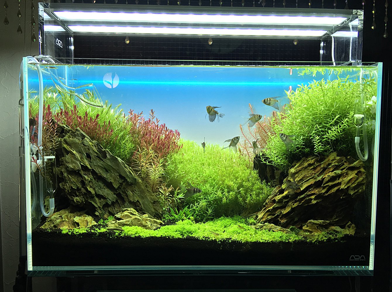 Aqua Shop Wasabi 在 Twitter 上 新商品 Adaライトスクリーン60店内展示の様子です T Co Ufotjtjpea Twitter
