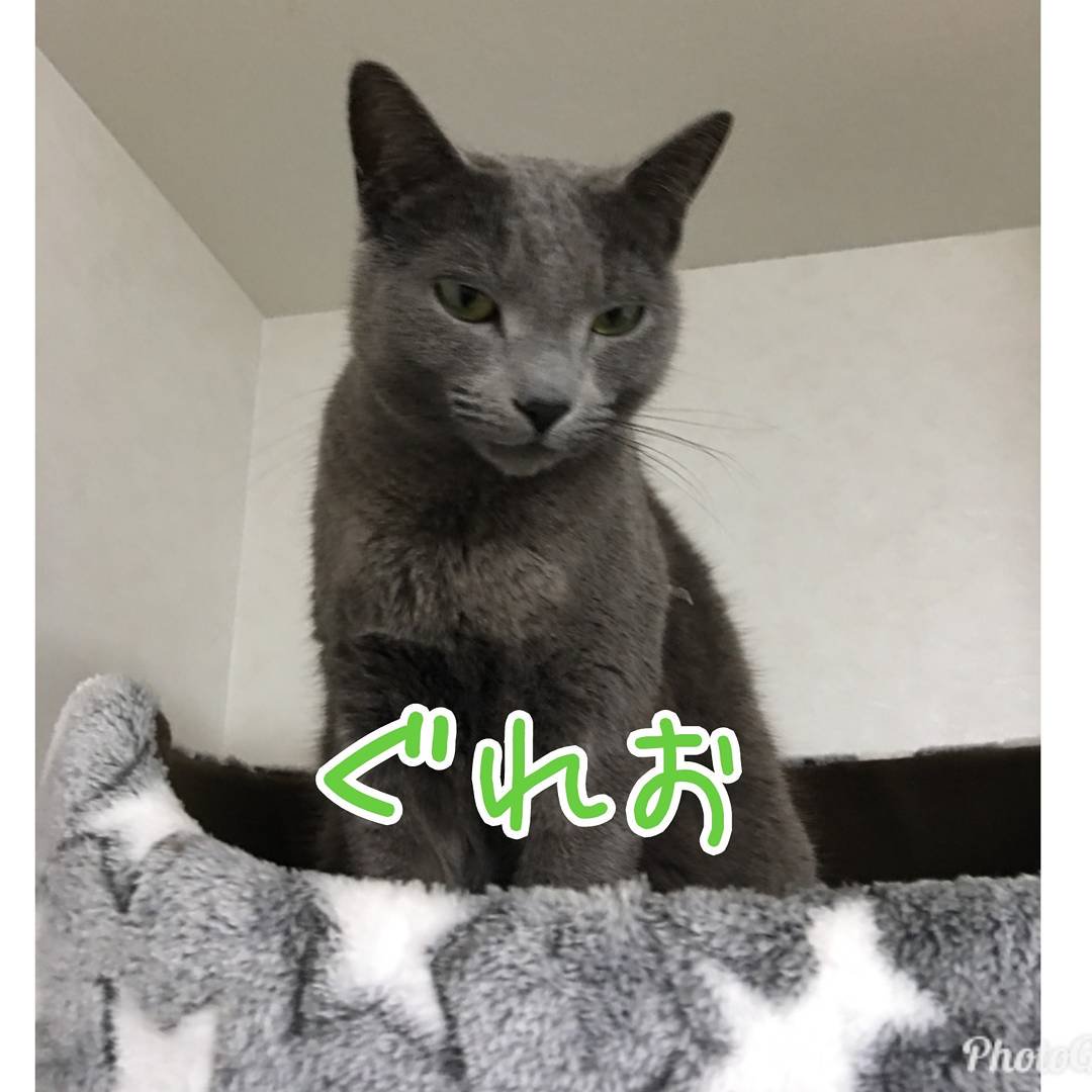 ペットシッターdoodle Doo V Twitter 初めましての大家族 猫だらけ5頭のにゃんパラダイス ロシアンブルーぐれお キジトラしまこ 白猫ゆきお 三毛猫とみこ サビ猫こげみ よろしくお願いします ペットシッター ペットシッターdoodledoo 猫 ねこ ペットシッターdoodle Doo V Twitter 初めましての大家族 猫だらけ5頭のにゃんパラダイス ロシアンブルーぐれお キジトラしまこ 白猫ゆきお 三毛猫とみこ サビ猫こげみ よろしくお願いします ペットシッター ペットシッターdoodledoo 猫 ねこ