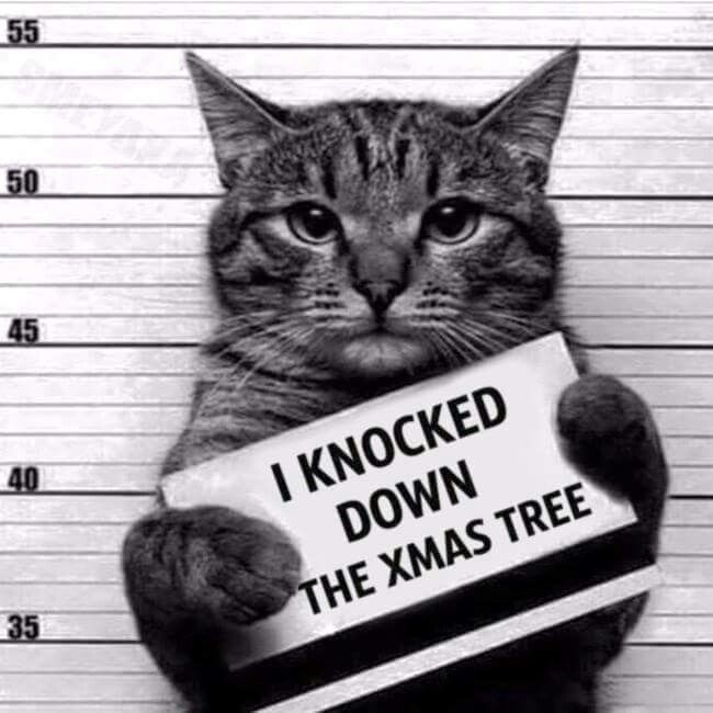 MuntePets's tweet image. Busted! 

buff.ly/2Dmv5Hd

#cat #cats #catlovers #catlove #cutecat #cuteness #cutenessoverload #kitty #kitten #kittens #cutekittens #holiday #christmas #gift #funnycats #funwithcats #funny