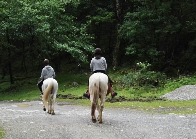 Sastarrain's tweet photo. #zaldiketa #equitación Gabon oporraldia @Sastarrain Vacaciones navideñas https://t.co/Zbu6rIMIjB