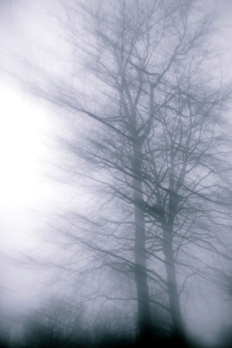 wiltsandbath's tweet photo. New work, " Forest Moods ", shot in the Savernake Forest in #Wiltshire. This and more albums can be seen at https://t.co/Gd5NTuGXvQ https://t.co/kT22j28i2D