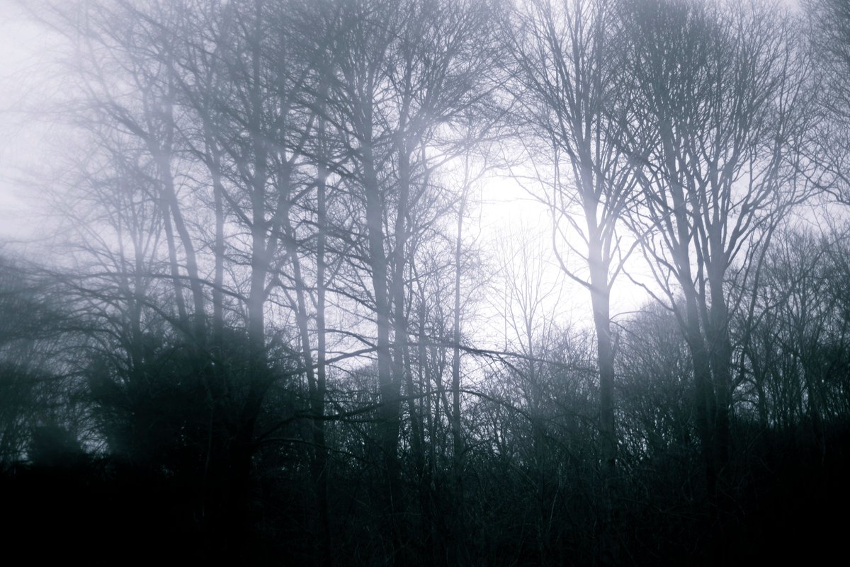 wiltsandbath's tweet photo. New work, " Forest Moods ", shot in the Savernake Forest in #Wiltshire. This and more albums can be seen at https://t.co/Gd5NTuGXvQ https://t.co/kT22j28i2D