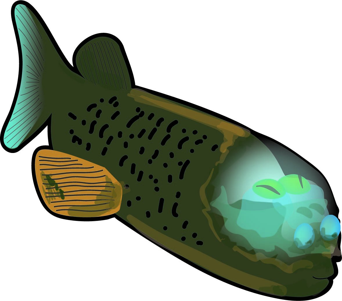 NOCnews's tweet photo. Things got a little creepy with our Halloween inspired look at some ghoulish sounding creatures in the @DiscoveryCollections. The see-through headed Spookfish, with its luminous anus actually turned out quite cute once we cartoonised it! https://t.co/BLehhRI8mV #NOC2017 https://t.co/8BNspNgFxk