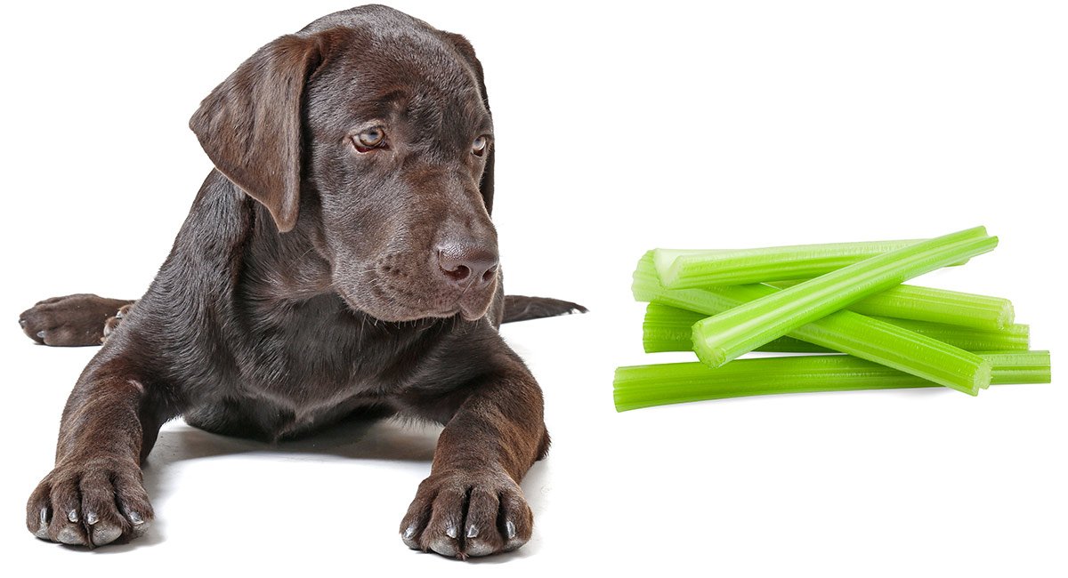 funnydogsworld's tweet photo. #dogsCan Dogs Eat Celery? https://t.co/VixhPiB14n https://t.co/IVlkzfE3B5
