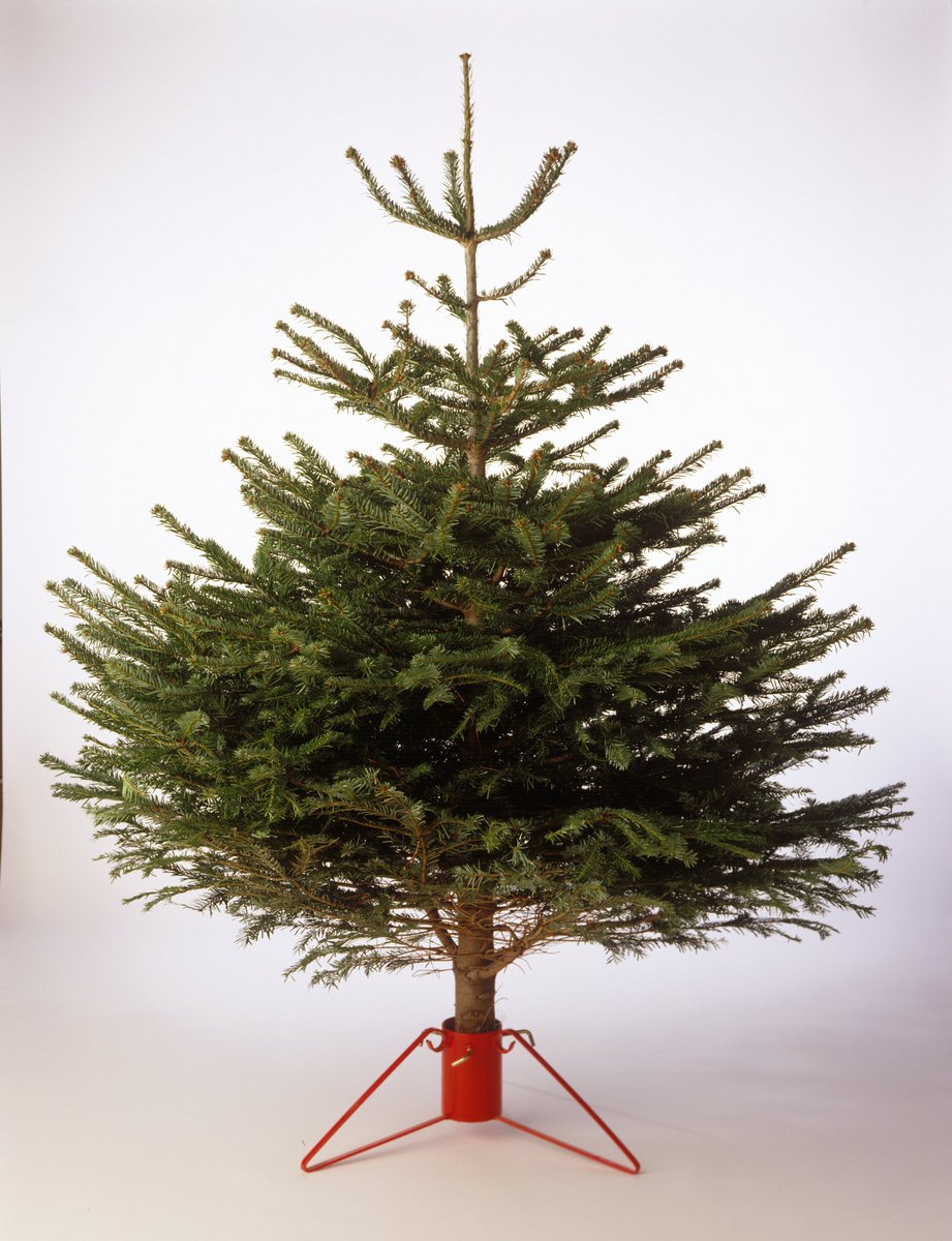 Take your real Christmas tree to the Household Waste Recycling Centre – it can be turned into chippings for parks. #Recycle #Malvern #Worcestershire