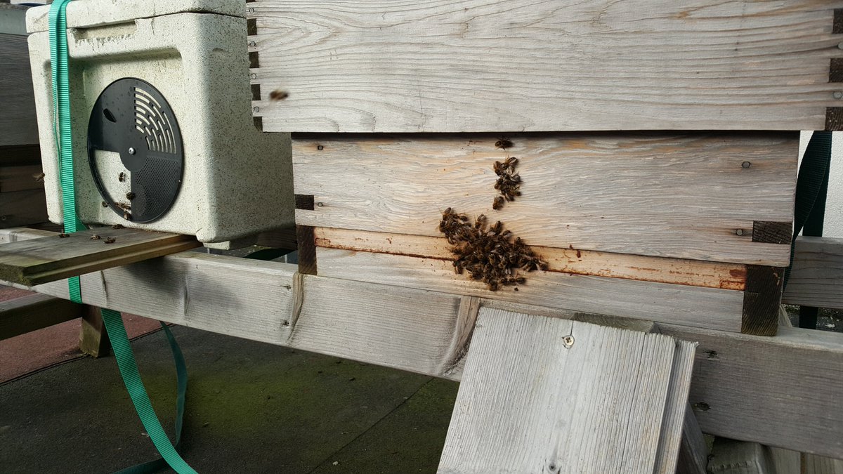 Lots of activity in our Dublin 1 apiary yesterday, plenty of bees stretching their wings in the warm sunshine (in December !!).