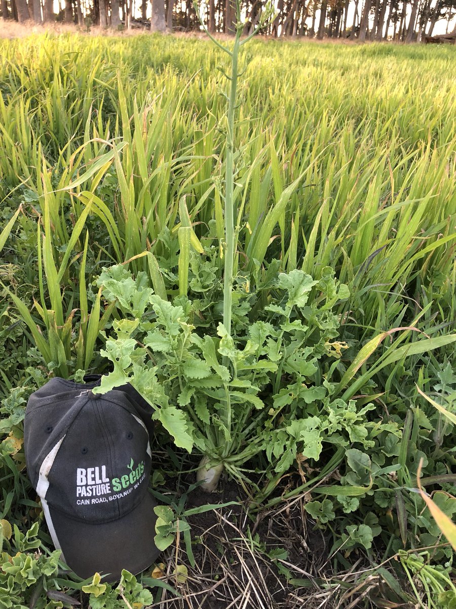 bellseeds's tweet photo. Cover crop blend. #millet #sunhemp #tillageraddish #sixpointchicory https://t.co/0fSv87Tm8z