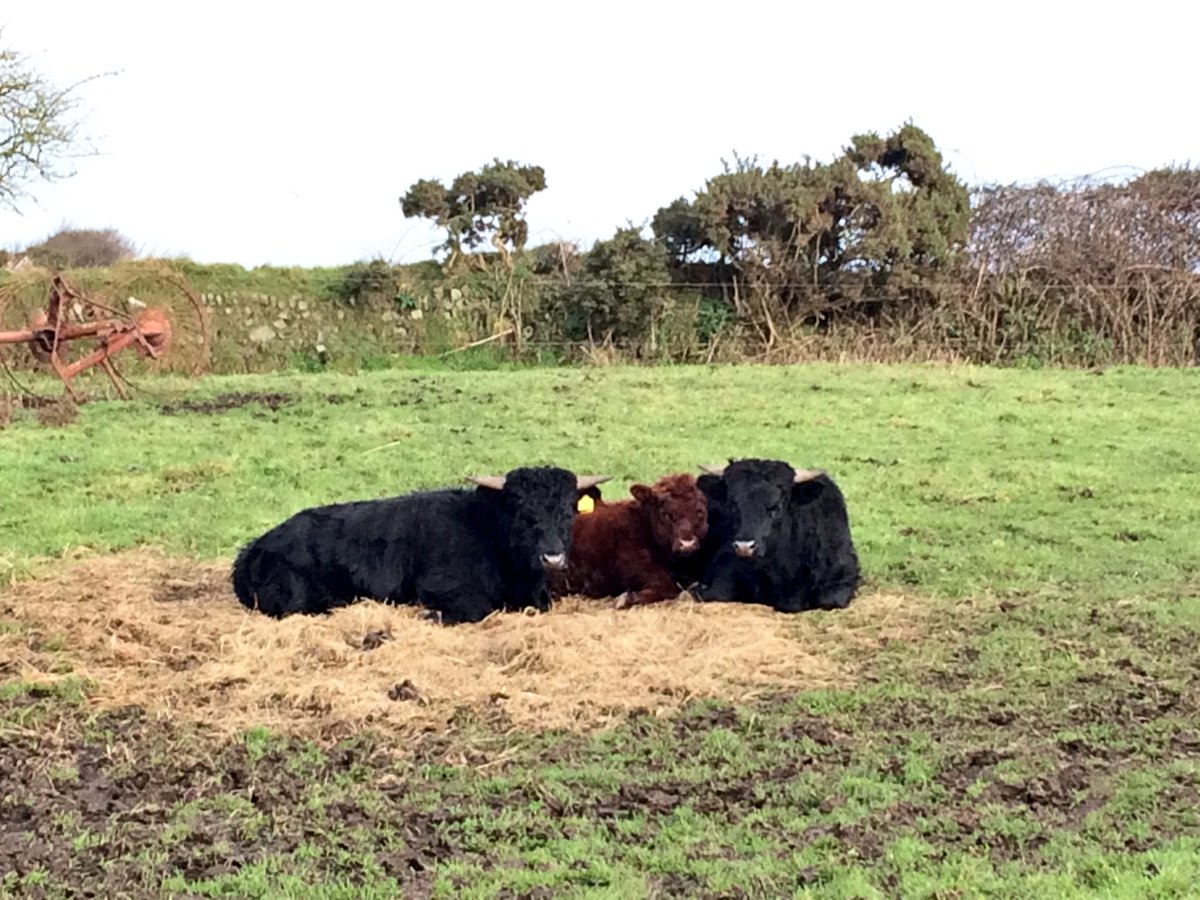 ChannelVFarm's tweet image. Cuddly cows today, looking like a Christmas card #Farm365 #ChristmasCountdown