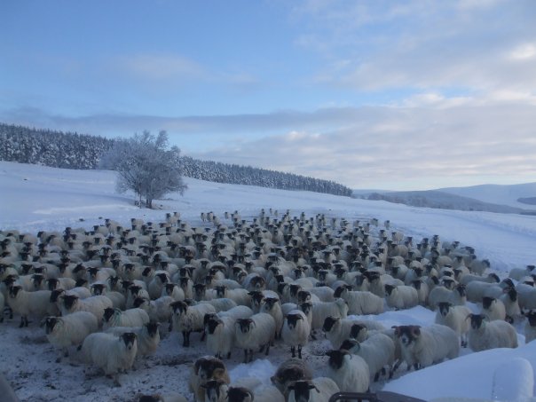 Cairngorms National Park tweet media