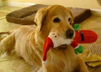 thegooddoggy's tweet photo. #SARASOTA #SRQ #FLORIDA #GOLDENRETRIEVER #Saoirse https://t.co/rXTzWEytpt
