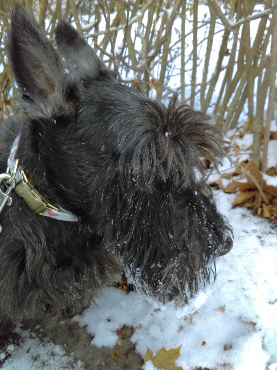 CountryHouseDog's tweet photo. Let it #snow, let it #snow, let it #snow! #love #scottie #dog https://t.co/UpNA4sP87p