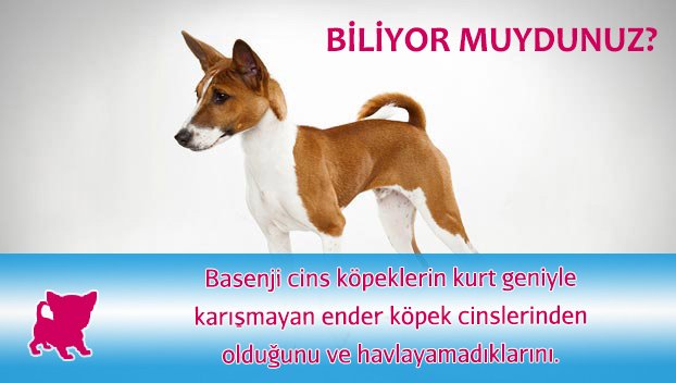 ucuzmamacom's tweet photo. 🐕 https://t.co/BSnyRs0Yyw