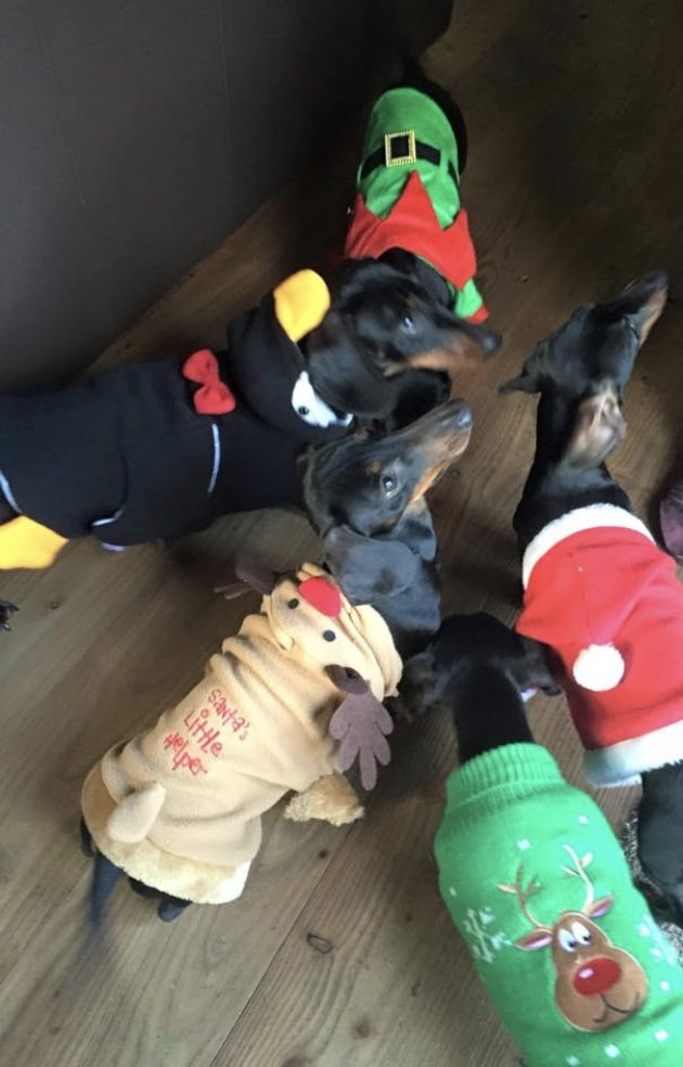 COUNTDOWN IS ON!! 4 more sleeps! These guys are ready for Christmas with their festive jumpers... All 5 are fed on Gelert County Choice a mixture of dry and wet food. We'd love to see Christmas related pictures of your pets, post in the comments section below :)