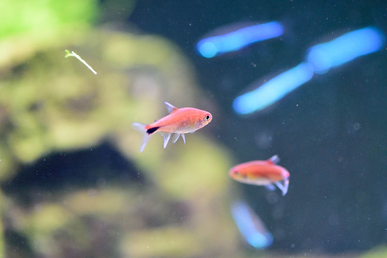 らっこe フゥ V Twitter 我が家の赤い熱帯魚その2 ディープレッドホタル テトラ こちらも全然ディープレッドとは思えないw やや白っぽいピンクって感じ 尾びれ付け根のホタルのところは明るくて綺麗だけど つまりそこだけの名なのか らっこe フゥ V Twitter 我が家の赤い熱帯魚その2 ディープレッドホタル テトラ こちらも全然ディープレッドとは思えないw やや白っぽいピンクって感じ 尾びれ付け根のホタルのところは明るくて綺麗だけど つまりそこだけの名なのか