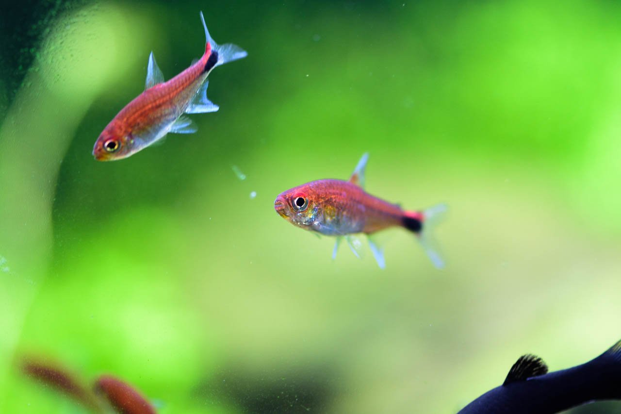 らっこe ﾌｩ 我が家の赤い熱帯魚その2 ディープレッドホタル テトラ こちらも全然ディープレッドとは思えないw やや白っぽいピンクって感じ 尾びれ付け根のホタルのところは明るくて綺麗だけど つまりそこだけの名なのか T Co