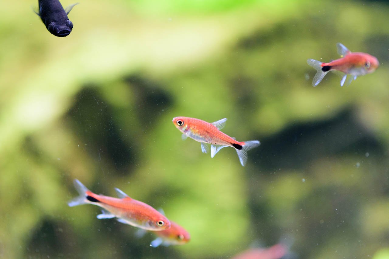らっこe ﾌｩ 님의 트위터 我が家の赤い熱帯魚その2 ディープレッドホタル テトラ こちらも全然ディープレッドとは思えないw やや白っぽいピンクって感じ 尾びれ付け根のホタルのところは明るくて綺麗だけど つまりそこだけの名なのか T Co