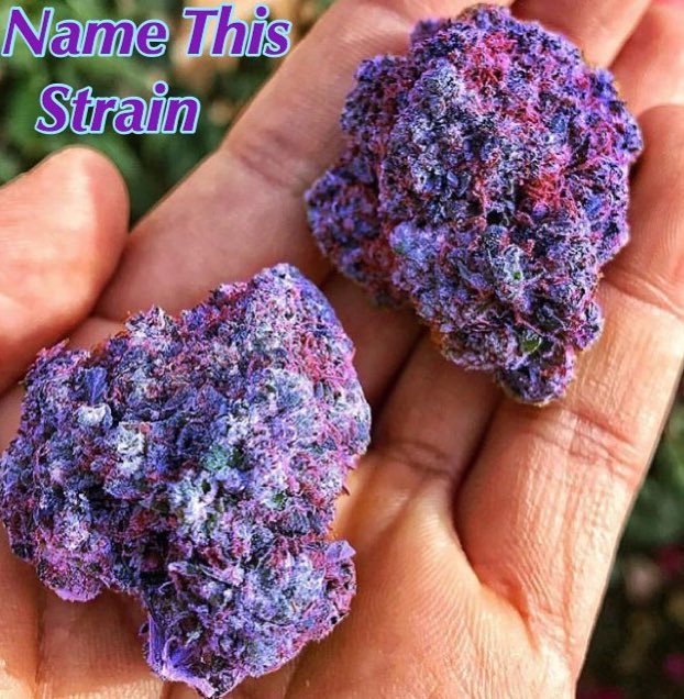 DeviantDabs's tweet photo. RT @nadia_kushh: Purple lushπ, what would u name this strain #weedporn #weedfeed #weedhumor #namethestrain #kush #herb #herbporn #stoner #DeviantDabs #wednesdayweedwatch #cannabis https://t.co/caEkzfqrrF https://t.co/2CPqiZSLKC