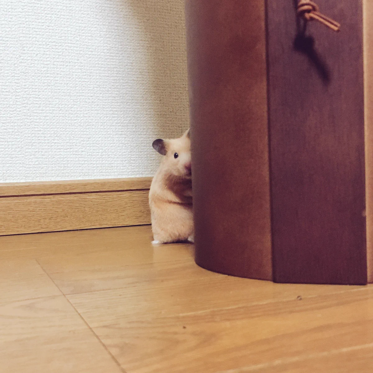 影からこっそりこちらを覗くハムスターが可愛すぎるwもしかして隠れてるつもり？w