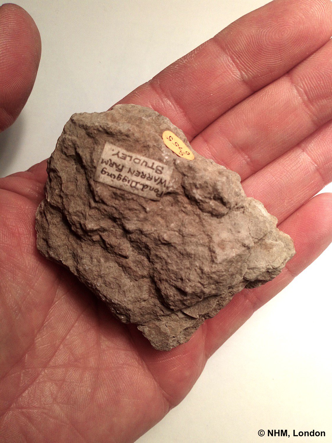 DeepSea SponGES on Twitter "Chert rock from the late Jurassic, made