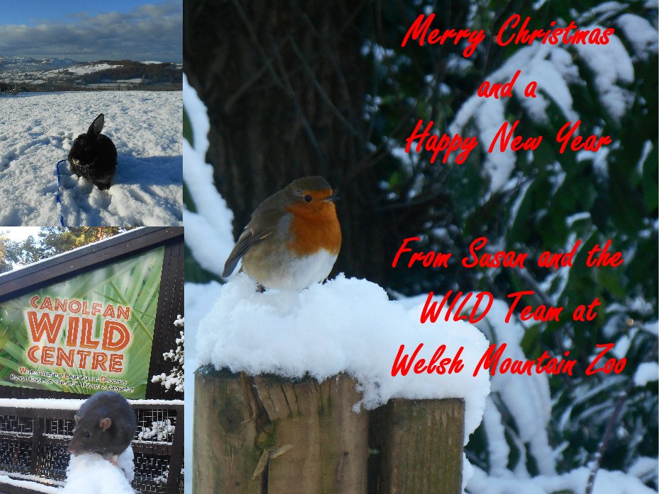 Susan and the rest of the <a href="/WILDWMZ/">WILD Centre</a> Team <a href="/WelshMountainZo/">Welsh Mountain Zoo</a> would like to wish all our followers a very Merry Christmas and a Happy New Year! #Christmas #Robin #Snow