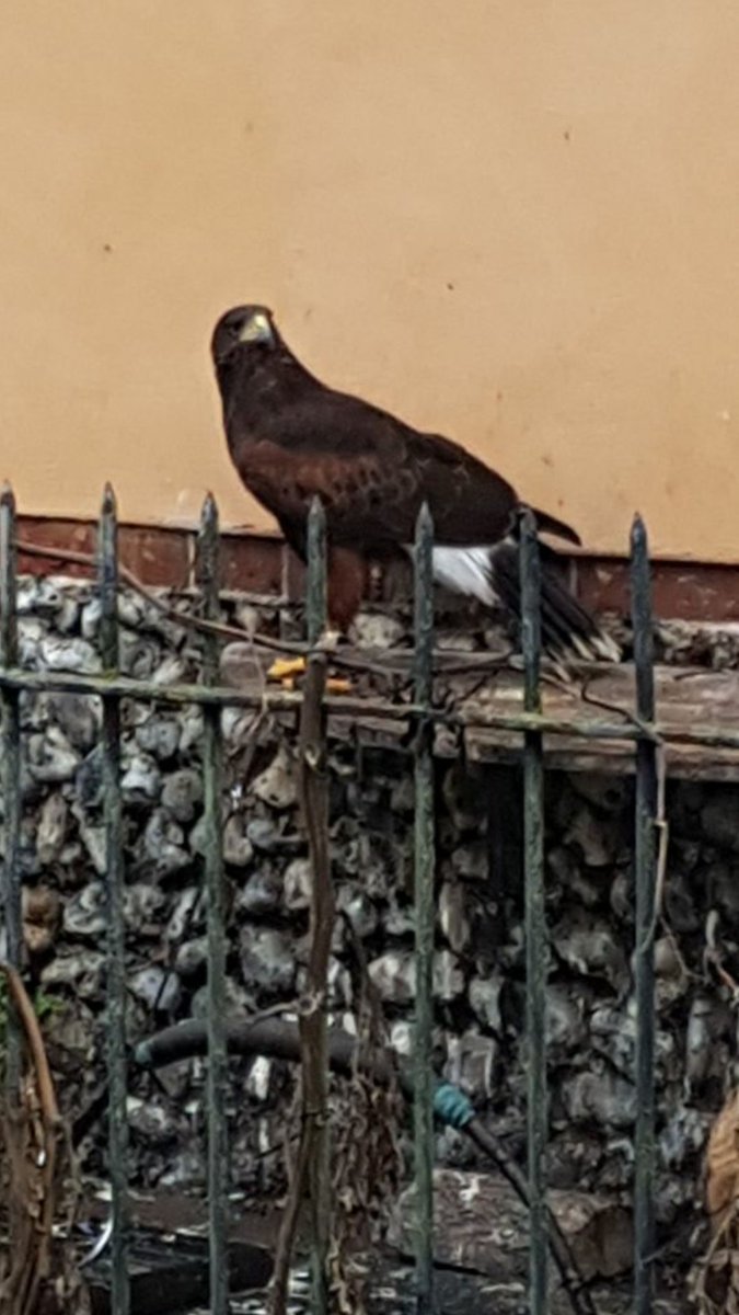 andy_turrell's tweet image. Hi there could you possibly identify this hawk for my daughter who pictured it in kenninghall, Norfolk this afternoon? @RSPBNorfolkLinc