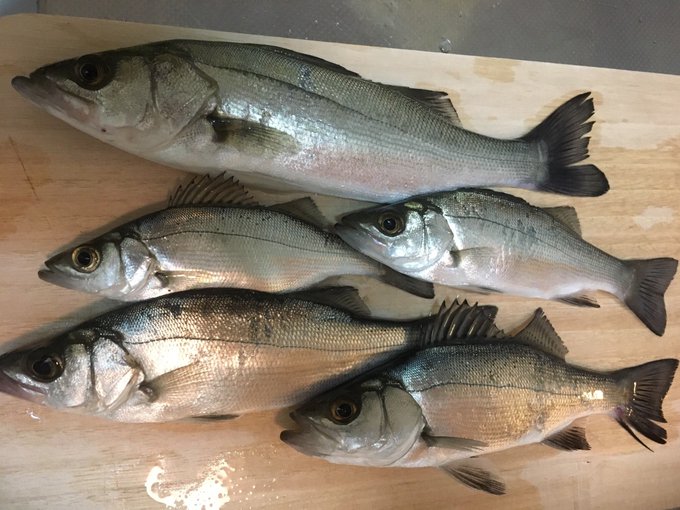 浜名湖の釣り情報 おすすめポイントや釣り堀を紹介 釣れる魚は何 Travel Star