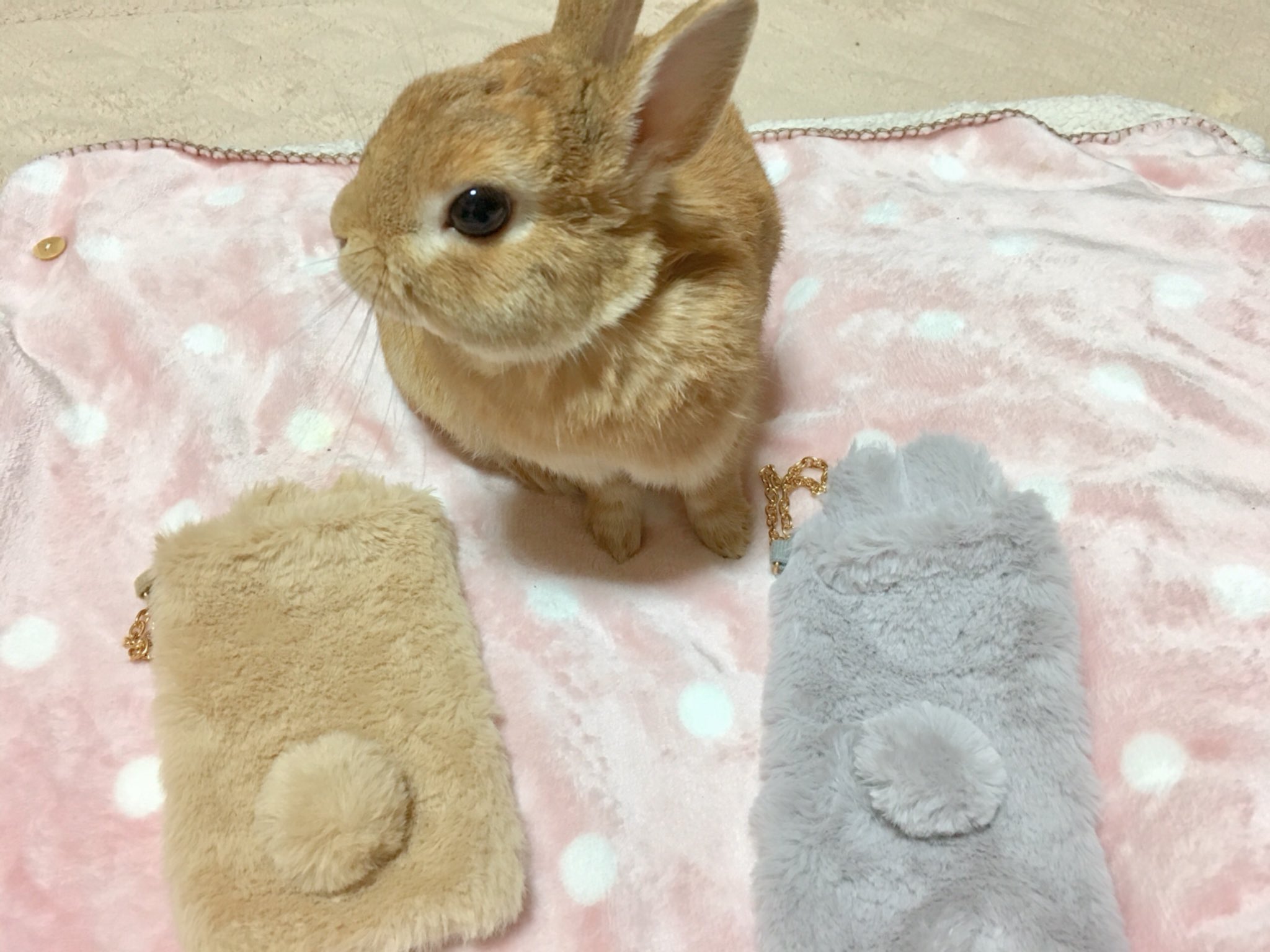 うさぎのラン ㅅ Auf Twitter Daisoのスマホケースがかわいい クンクン W うさぎ ラン Daiso 100均 T Co Ukeqvdvdld Twitter