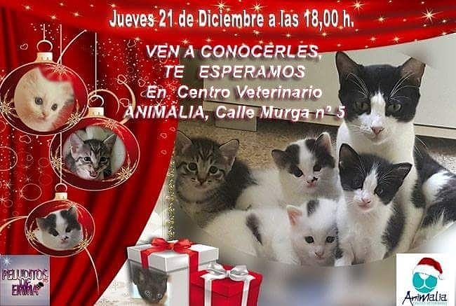 PeluditosdeEmma's tweet photo. YA QUEDAN POCAS HORAS PARA VERNOS EN EL EVENTO ¡QUÉ ILUSIÓN!
Estos son otros tres de los peluditos que esta tarde puedes conocer, Cotton, Uva y Bambam 
así que ya sabes, esta tarde tienes una cita en Animalia Centro Veterinario, en la calle Murga 5 apartir de las 18:00h. https://t.co/WarYFiwms3