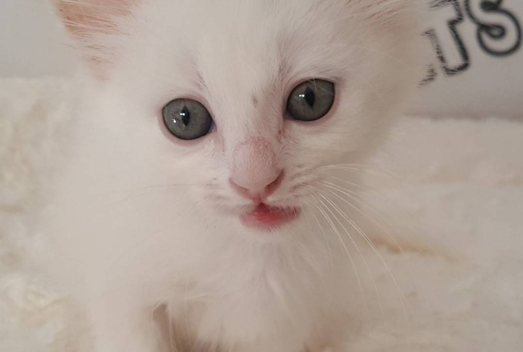 PeluditosdeEmma's tweet photo. YA QUEDAN POCAS HORAS PARA VERNOS EN EL EVENTO ¡QUÉ ILUSIÓN!
Estos son otros tres de los peluditos que esta tarde puedes conocer, Cotton, Uva y Bambam 
así que ya sabes, esta tarde tienes una cita en Animalia Centro Veterinario, en la calle Murga 5 apartir de las 18:00h. https://t.co/WarYFiwms3