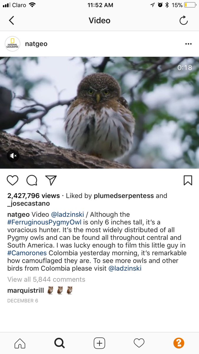 guerrerorozco's tweet photo. ¡8,7 millones de vistas suman en total, en la cuenta de @NatGeo, las publicaciones del proyecto de aves de @keithladzinski en @Colombia! #ColombiaEsSabrosura @PROCOLOMBIACO https://t.co/FQtZEdSSGG https://t.co/bNfwMhqRYZ