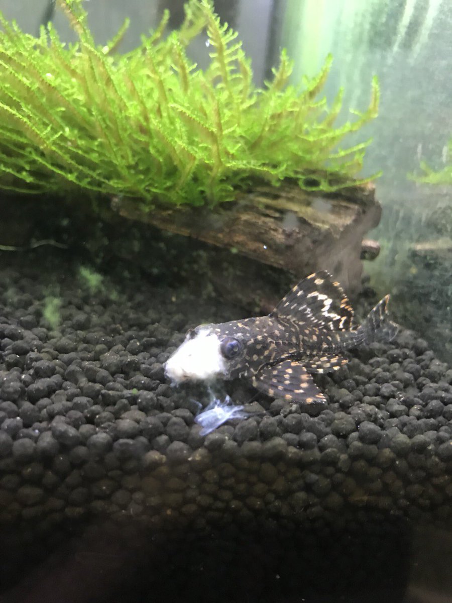 ゆりか 家で飼ってる セルフィンプレコ の目のあたりが白い綿みたいなん付いてて広がってきてるんやけど なんなんやろ アクアリウム に詳しい方教えてください 一緒の水槽で ヤマトヌマエビ ネオンテトラ オトシンクルス も