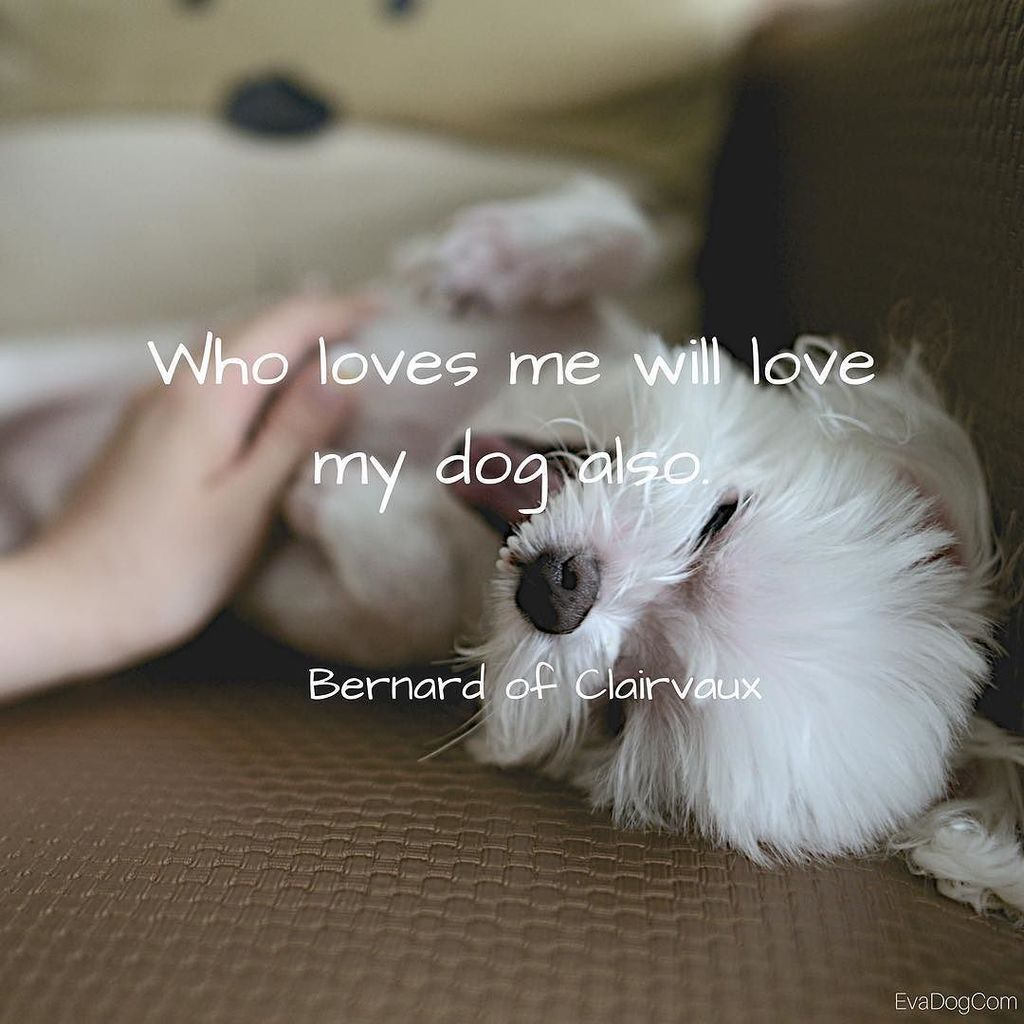doglover quote dogquotes ilovedogs dogsarefamily evadog picitter T1OQkrPWC0