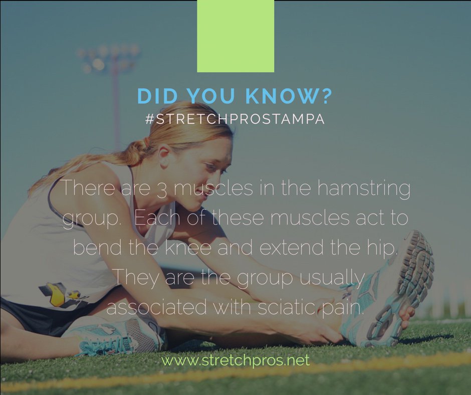 StretchPros's tweet photo. Did you know? 💡 

#StretchProsTampa #Hamstring #HealthyLifestyle https://t.co/W0AAVV1N6f