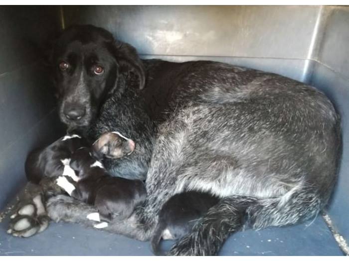 JAEN EN PERRERA CON SUS BEBES RECIEN NACIDOS MUY URGENTE
SU MIRADA ROMPE EL CORAZON
2,5 años 25 kg Hembra
Nº: 1214
resurja@resurja.com | 953 23 65 00