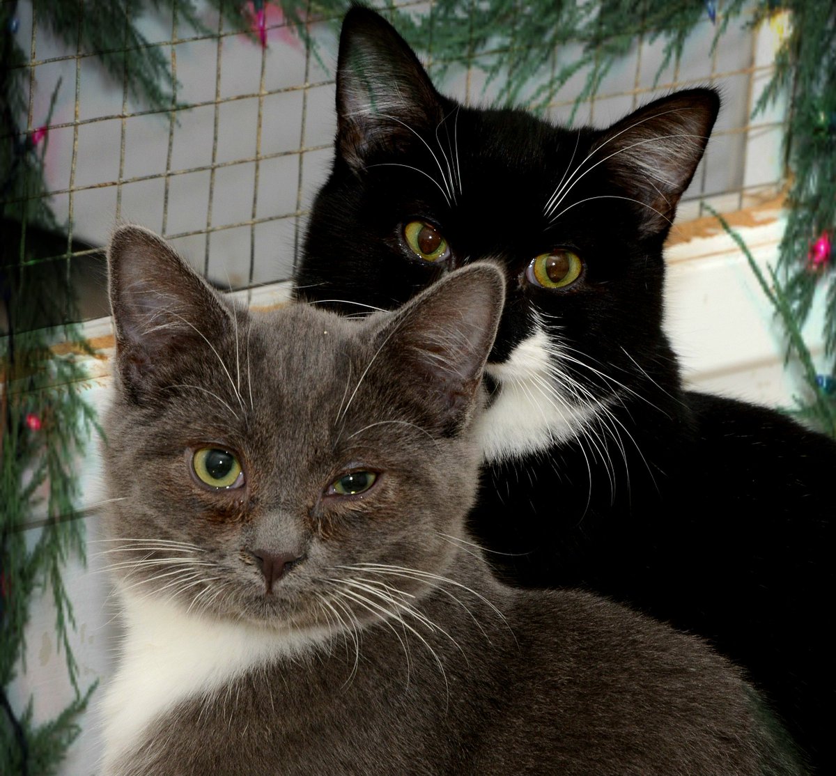 ChwkSafeHaven's tweet photo. #SafeHavenCats #ThursdayThanks also to Sue for her review after adopting Piper! This is a photo of Piper with poor little Ellie who is thriving now! #AdoptAKitten #SaveAKitten #SpayNeuter! We're committed to spaying/neutering as many cats as possible with our low cost program! 📲 https://t.co/Hy1gD9Faak